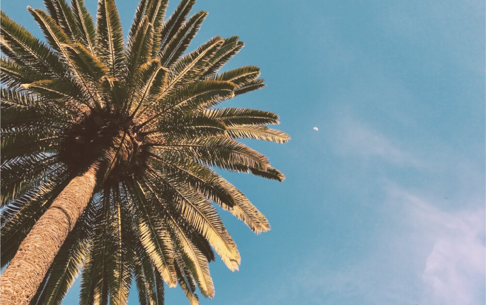 Image of palm tree and sky